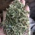透骨草，颜色青刀工好过筛过沫，一手货源