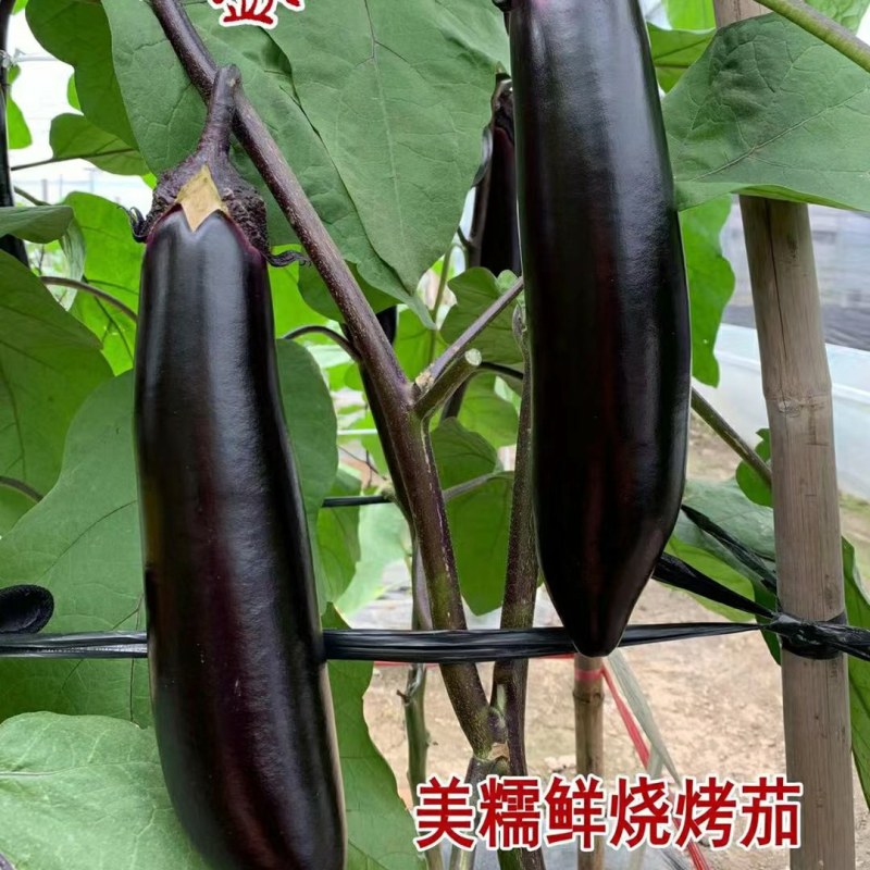 早熟长黑茄子种子烧烤茄子春秋种植较强抗病性果型美观