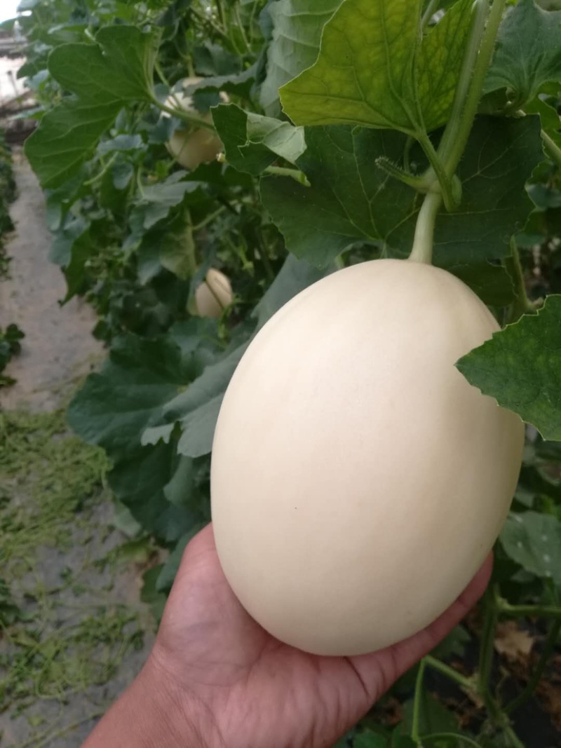 红金蜜万亩产地质量好口感好对接市场