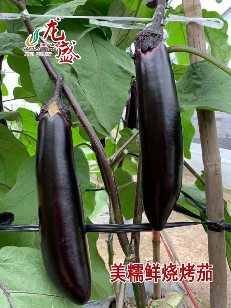 早熟长黑茄子种子烧烤茄子春秋种植较强抗病性果型美观