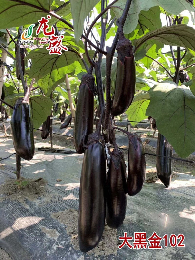 早熟长黑茄子种子烧烤茄子春秋种植较强抗病性果型美观