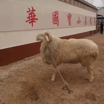 小尾寒羊纯种生长发育快，买买十头送一头，包送到家，货到付