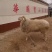 小尾寒羊纯种生长发育快，买买十头送一头，包送到家，货到付