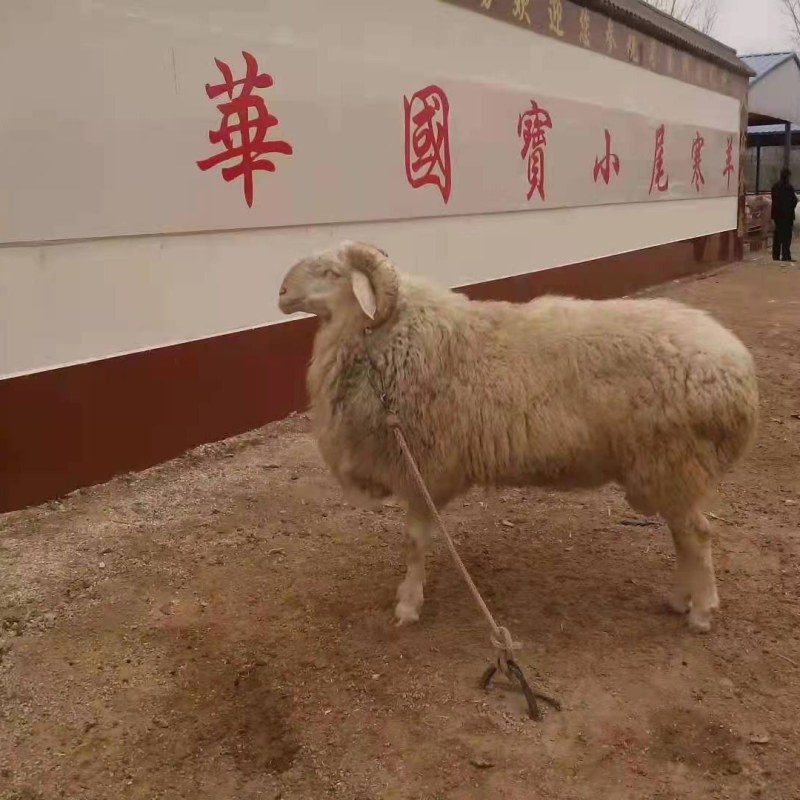 小尾寒羊纯种生长发育快，买买十头送一头，包送到家，货到付