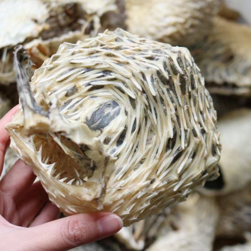 中号刺龟鱼皮中个头斤6个左右白净短刺新鲜没有生虫圆润