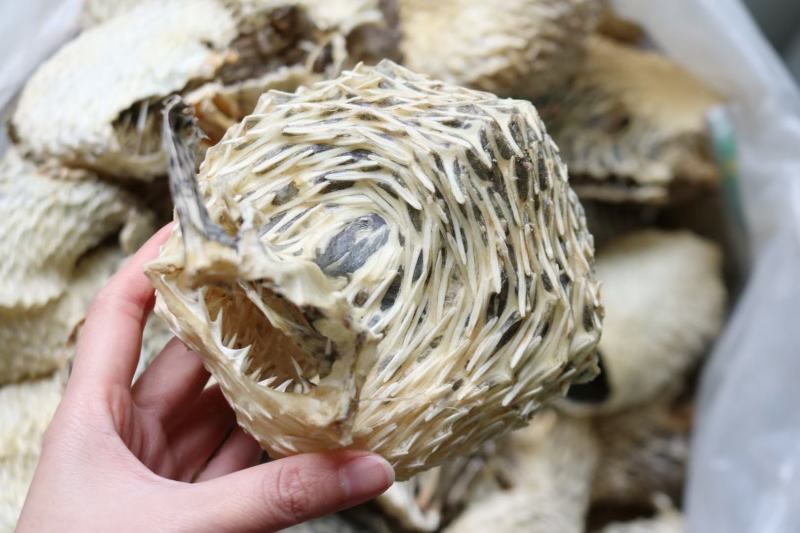 中号刺龟鱼皮中个头斤6个左右白净短刺新鲜没有生虫圆润