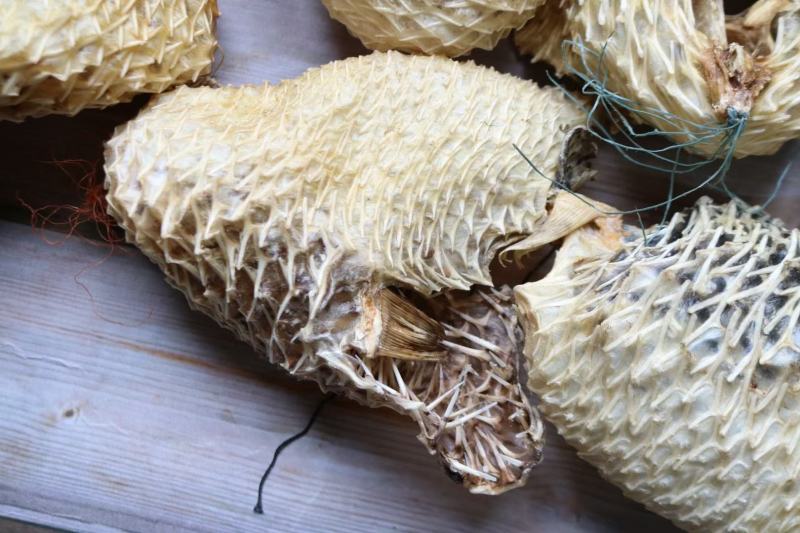 中号刺龟鱼皮中个头斤6个左右白净短刺新鲜没有生虫圆润