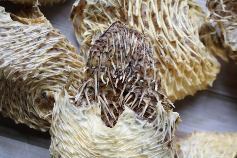 中号刺龟鱼皮中个头斤6个左右白净短刺新鲜没有生虫圆润
