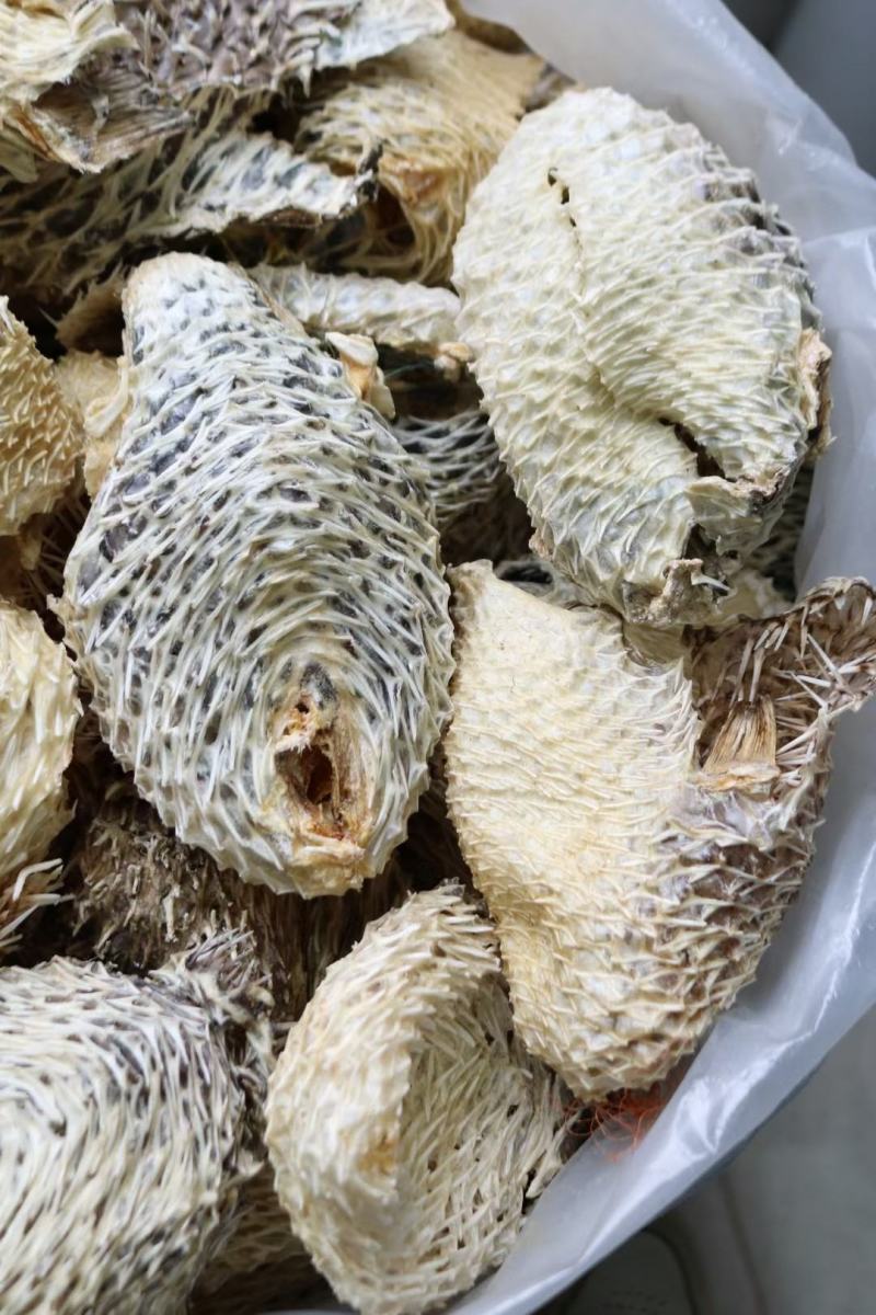中号刺龟鱼皮中个头斤6个左右白净短刺新鲜没有生虫圆润