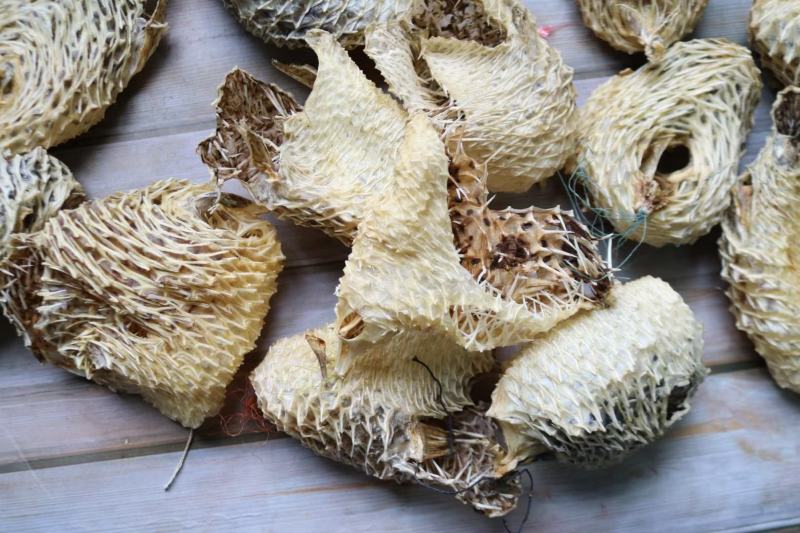 中号刺龟鱼皮中个头斤6个左右白净短刺新鲜没有生虫圆润