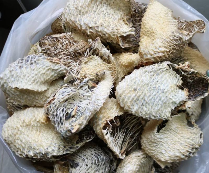 中号刺龟鱼皮中个头斤6个左右白净短刺新鲜没有生虫圆润
