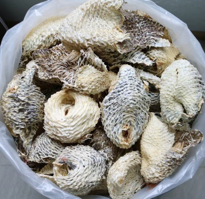 中号刺龟鱼皮中个头斤6个左右白净短刺新鲜没有生虫圆润