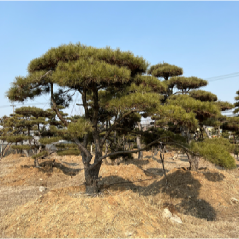 造型油松造型黑松各种园林绿化景观松迎客松