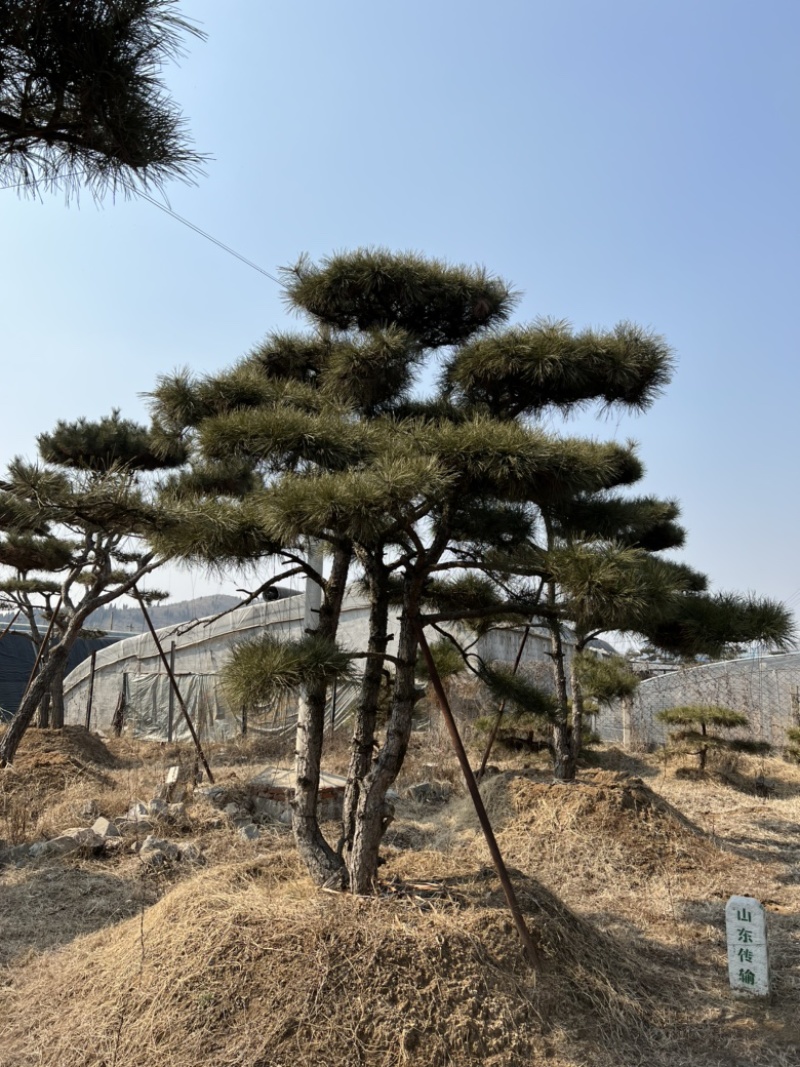 造型油松造型黑松各种园林绿化景观松迎客松