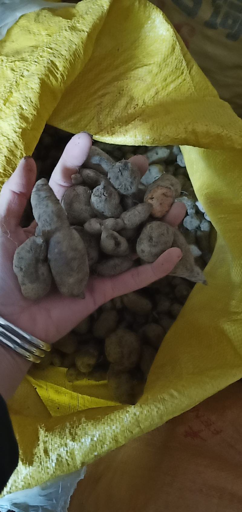 三叶青