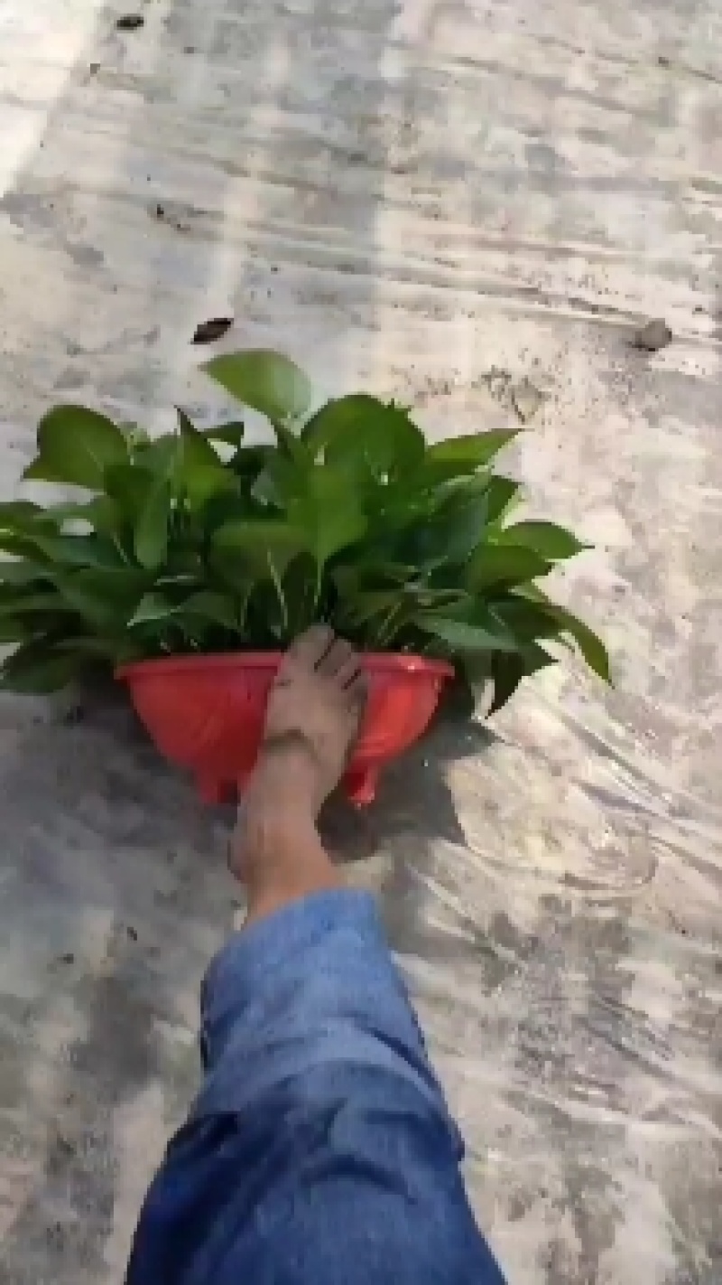 360红盆颜色好叶片大一手货源欢迎来电咨询
