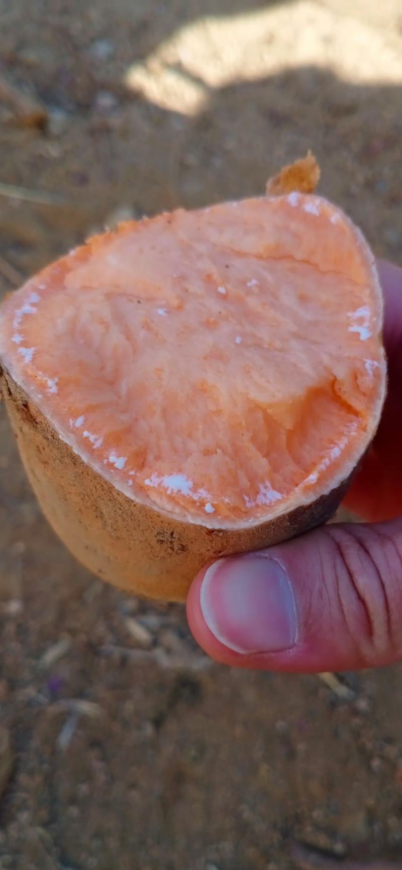 山东红薯手选好货，货源充足，产地直发，质量保证，全国发货