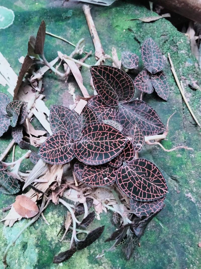金秀大瑶山咔咔金线莲