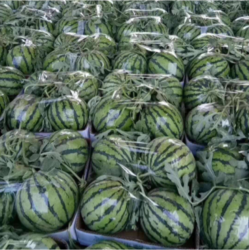 【新鲜西瓜】河南夏邑8424西瓜，产地直发，现摘现发货源充足