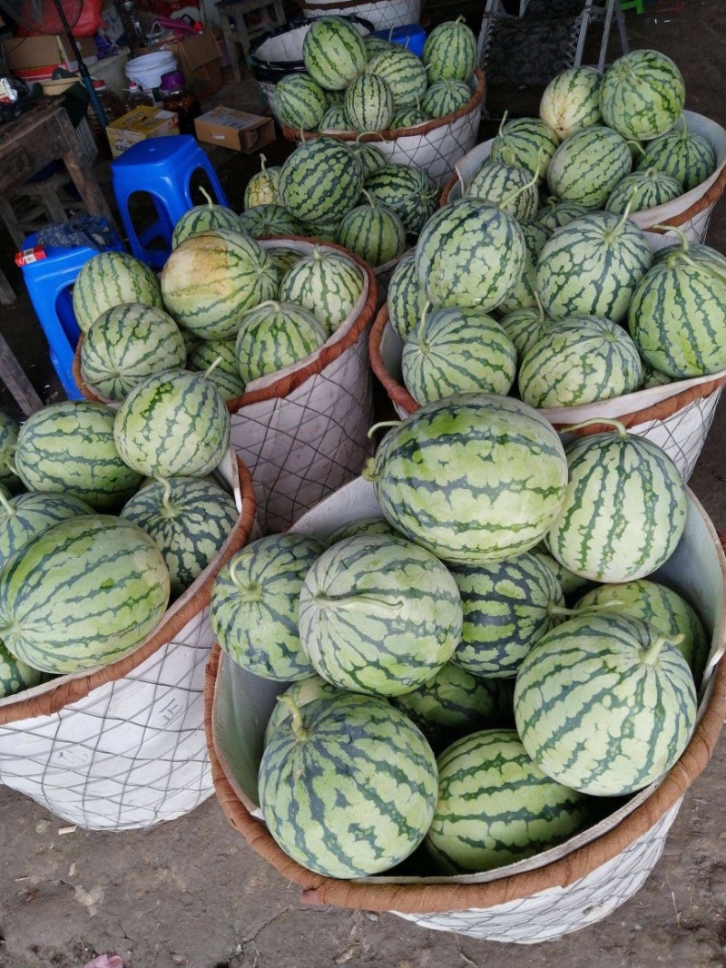 【新鲜西瓜】河南夏邑8424西瓜，产地直发，现摘现发货源充足