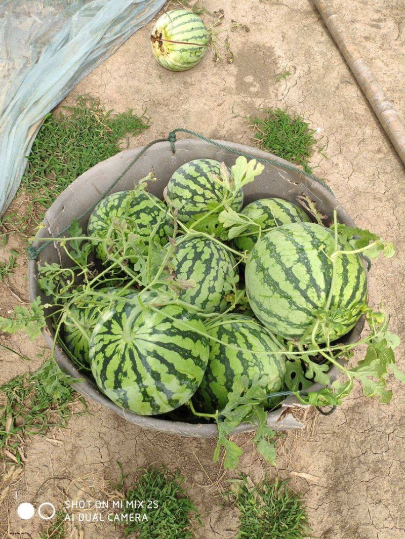 【新鲜西瓜】河南夏邑8424西瓜，产地直发，现摘现发货源充足