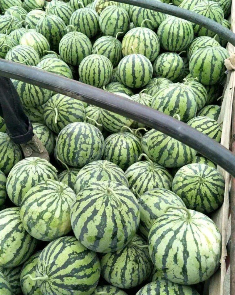 【新鲜西瓜】河南夏邑8424西瓜，产地直发，现摘现发货源充足