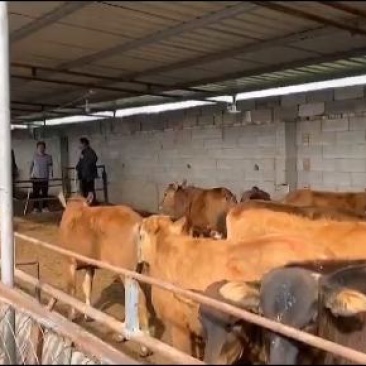 架子牛夏洛莱牛西门塔尔牛生长周期短长势快全国包运到