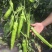 【辣椒苗】线椒苗辣椒苗圆椒青椒苗螺丝椒苗品种齐全欢迎选订