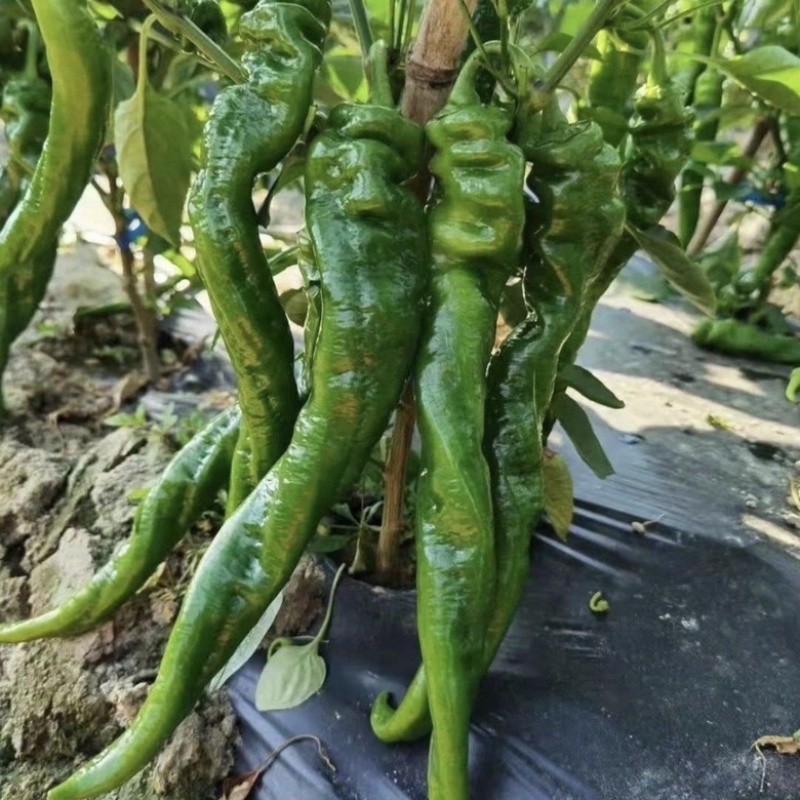 【辣椒苗】线椒苗辣椒苗圆椒青椒苗螺丝椒苗品种齐全欢迎选订