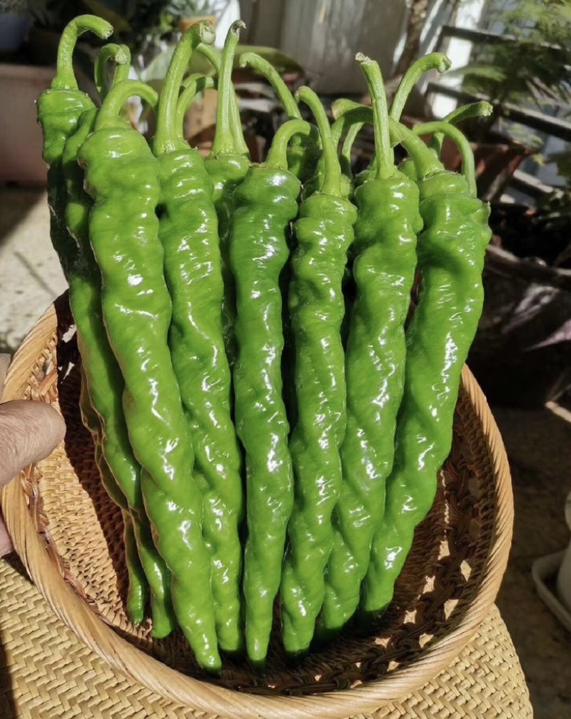 【辣椒苗】线椒苗辣椒苗圆椒青椒苗螺丝椒苗品种齐全欢迎选订