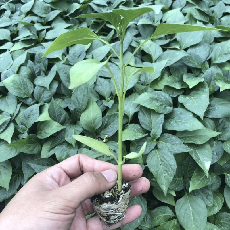 【辣椒苗】线椒苗辣椒苗圆椒青椒苗螺丝椒苗品种齐全欢迎选订