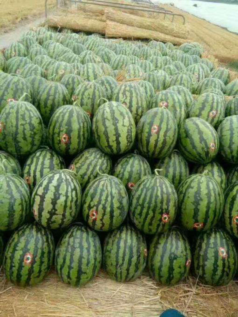 甜王西瓜，安徽甜王西瓜，产地直销一手货源对接全国包质量