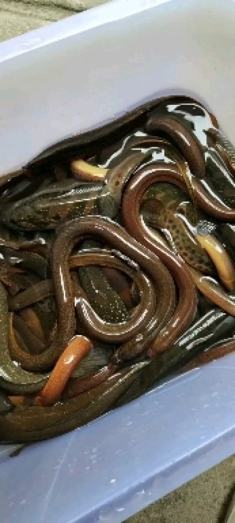 【荐】黄鳝广东黄鳝大量供应全国发货量大从优