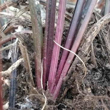 兰花，紫香妃，精品惠兰紫香妃，带花苞，今年就能赏花哦