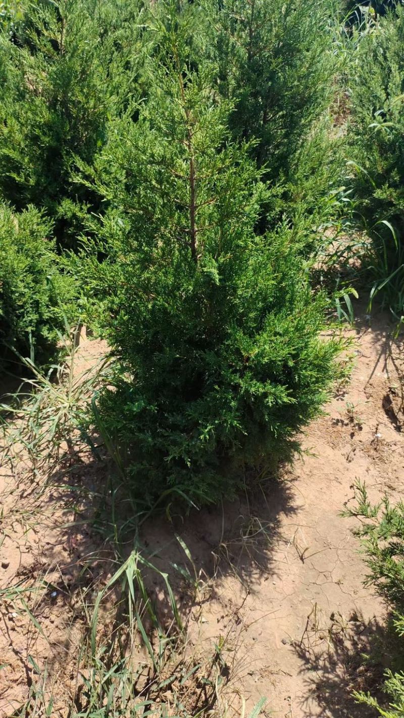 1.5米署侩一级苗