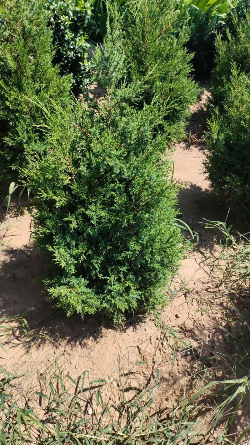 1.5米署侩一级苗