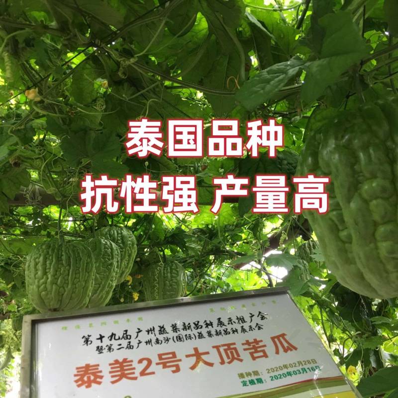 好吃易种抗病耐热大顶苦瓜种子泰美2号源自泰国