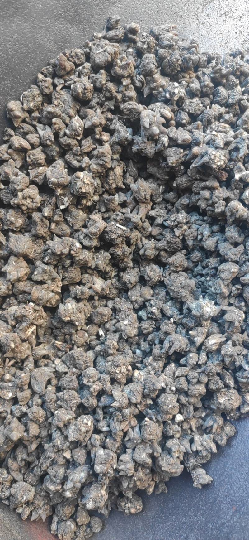 猫爪草干货猫爪草中药材量大从优欢迎选购！
