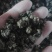 猫爪草干货猫爪草中药材量大从优欢迎选购！