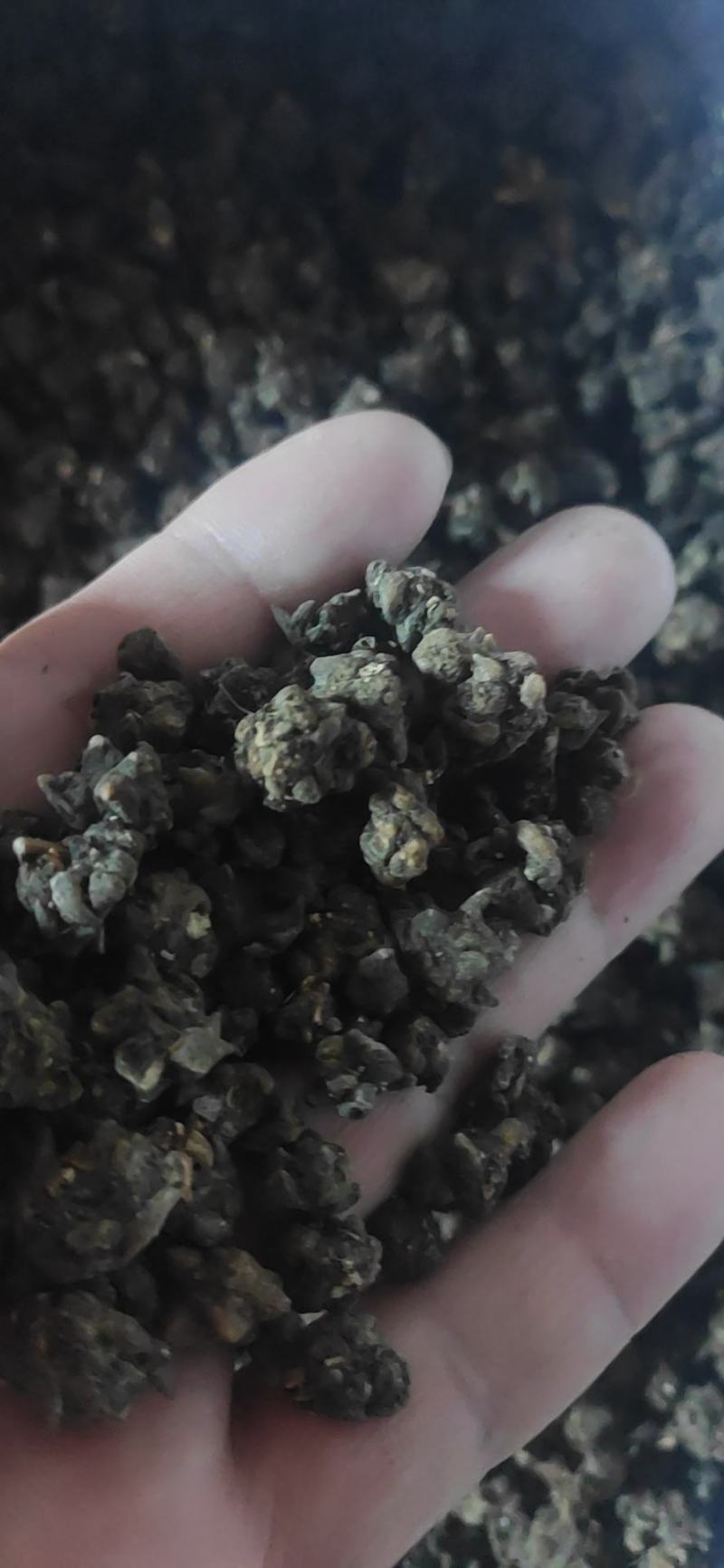 猫爪草干货猫爪草中药材量大从优欢迎选购！