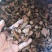 红景天干货中药材量大从优欢迎选购！