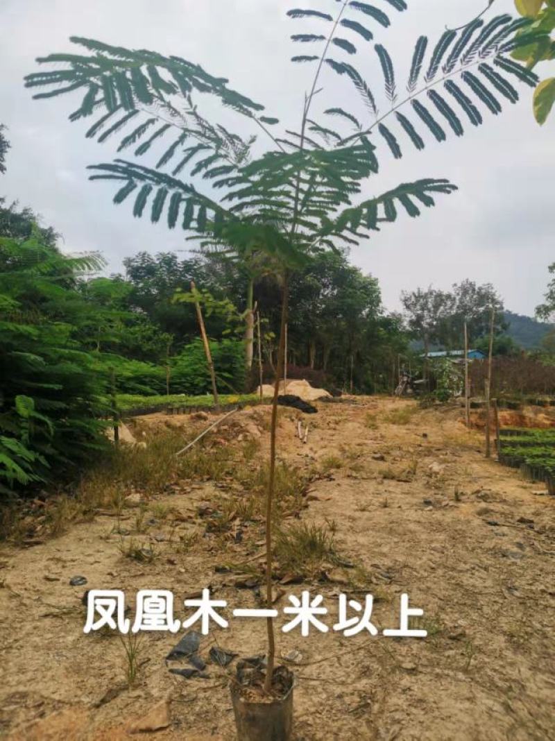 凤凰木凤凰木一米高