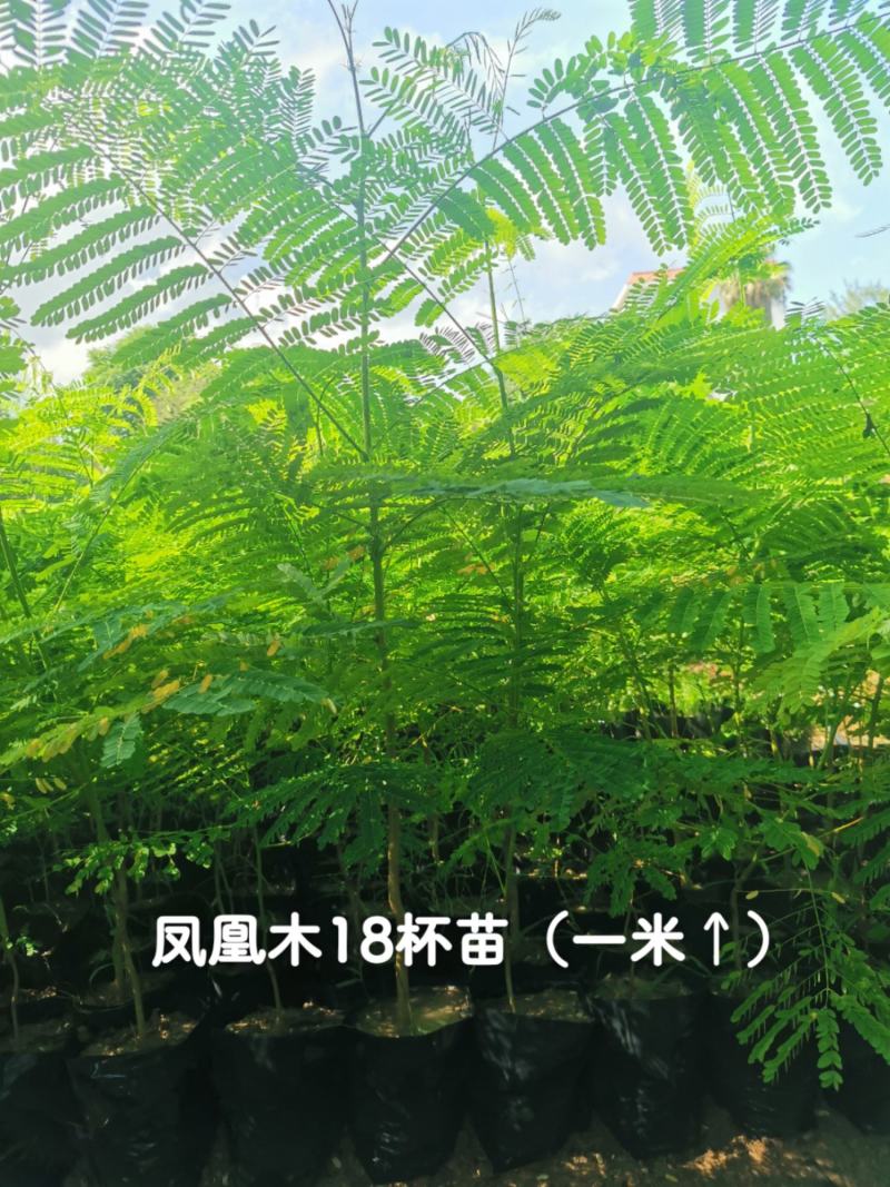 凤凰木凤凰木一米高