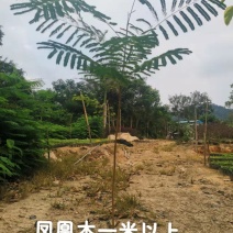 凤凰木凤凰木一米高
