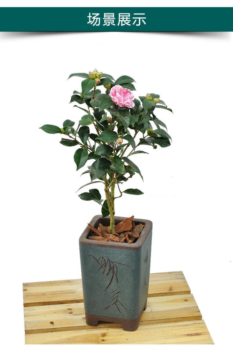 香妃山茶花盆栽带多款五色赤丹花卉植物室内好养茶花树批发。