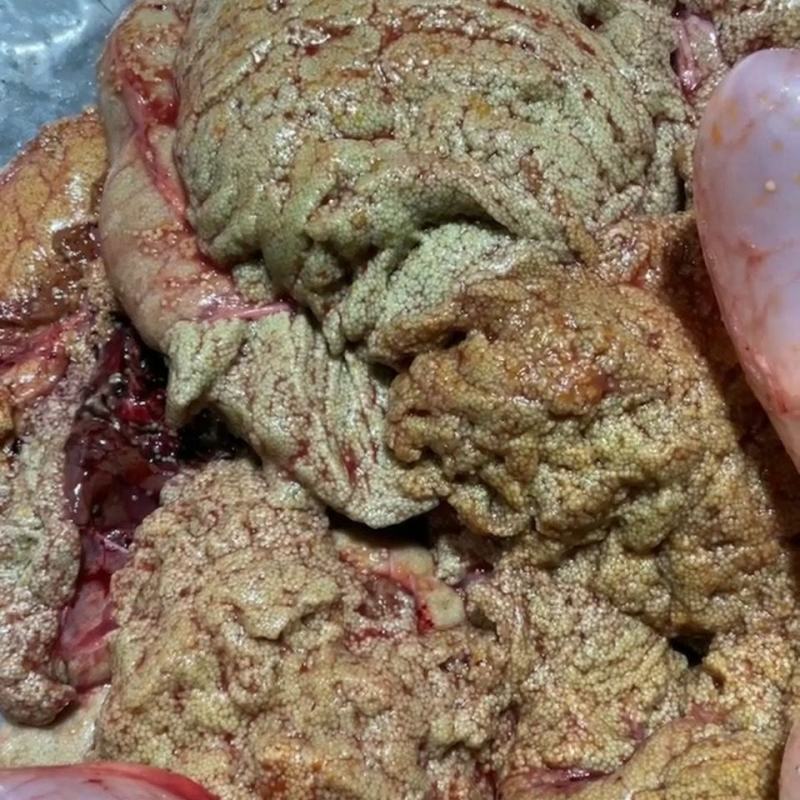 新鲜鲤鱼籽淡水新鲜鱼籽鲜活水产冷链运包邮