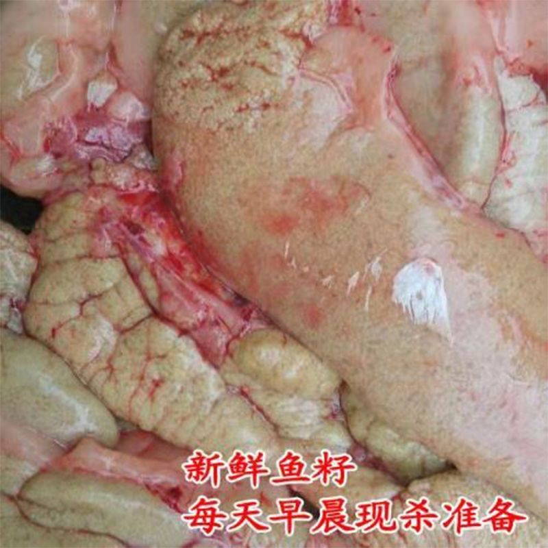 新鲜鲤鱼籽淡水新鲜鱼籽鲜活水产冷链运包邮