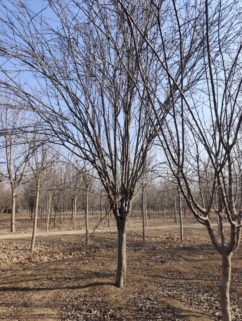 高低杆西府海棠规格齐全，质优价廉，800亩基地，品质保证