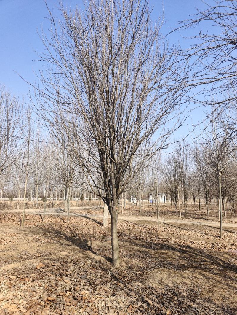 高低杆西府海棠规格齐全，质优价廉，800亩基地，品质保证