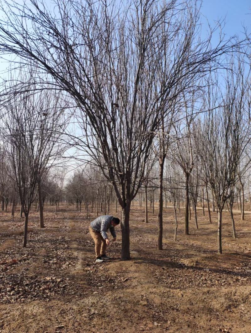 高低杆西府海棠规格齐全，质优价廉，800亩基地，品质保证